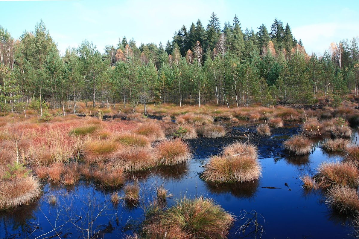 Soumarské rašeliniště