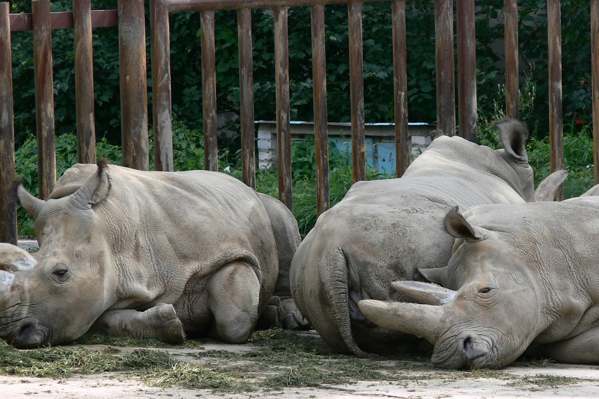 Safari Park Dvůr Králové