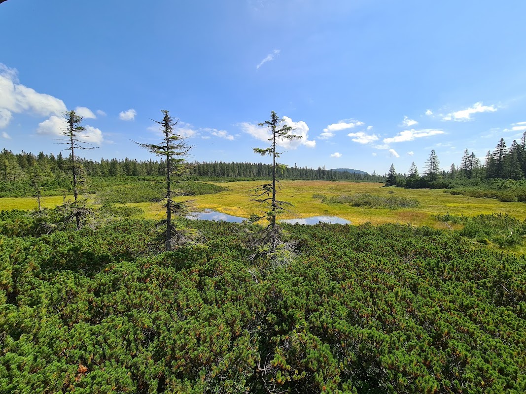 Černohorské rašeliniště