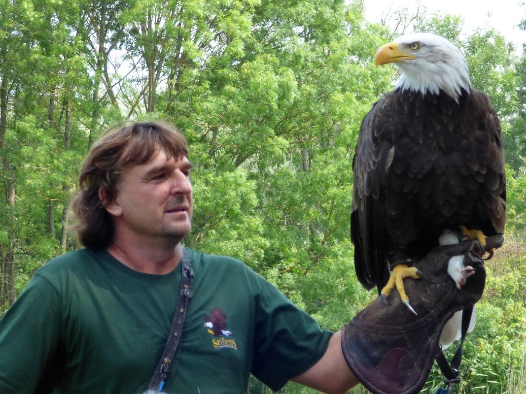 Dravci lednice Seiferos - letové ukázky dravců a sov