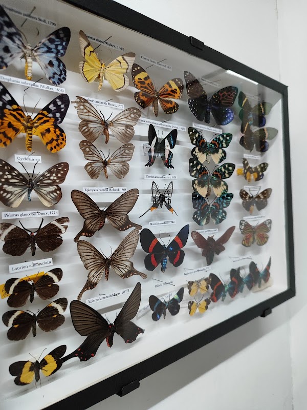 Muzeum Brouků a Motýlů