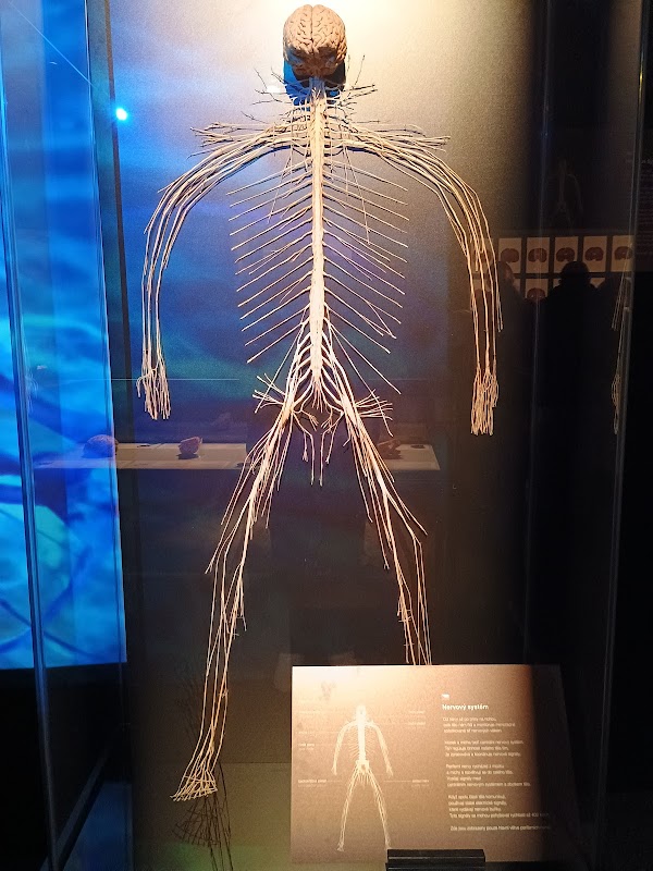 Body Worlds Praha