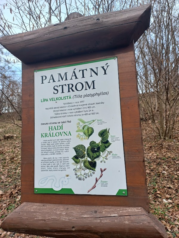 památný strom Hadí královna