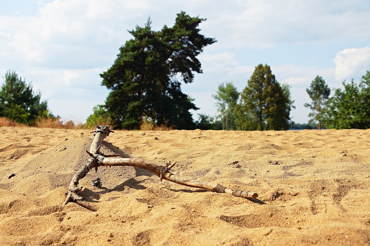 Písečný přesyp u Vlkova