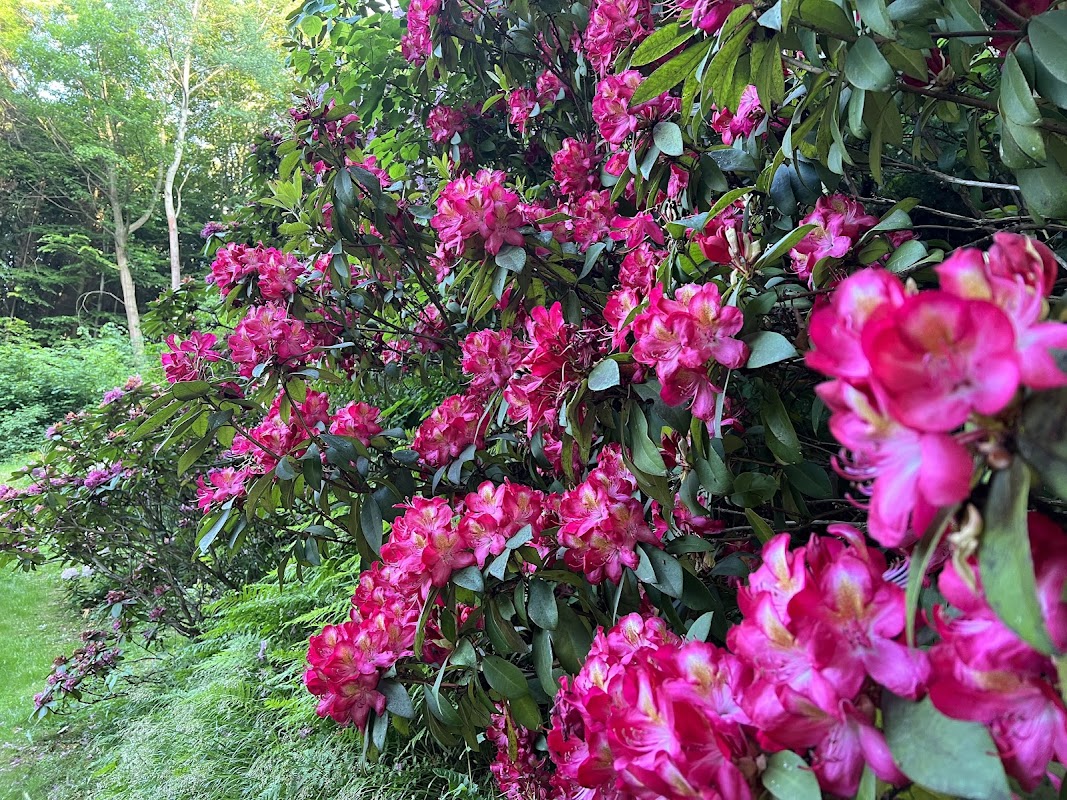 Rhododendron garden