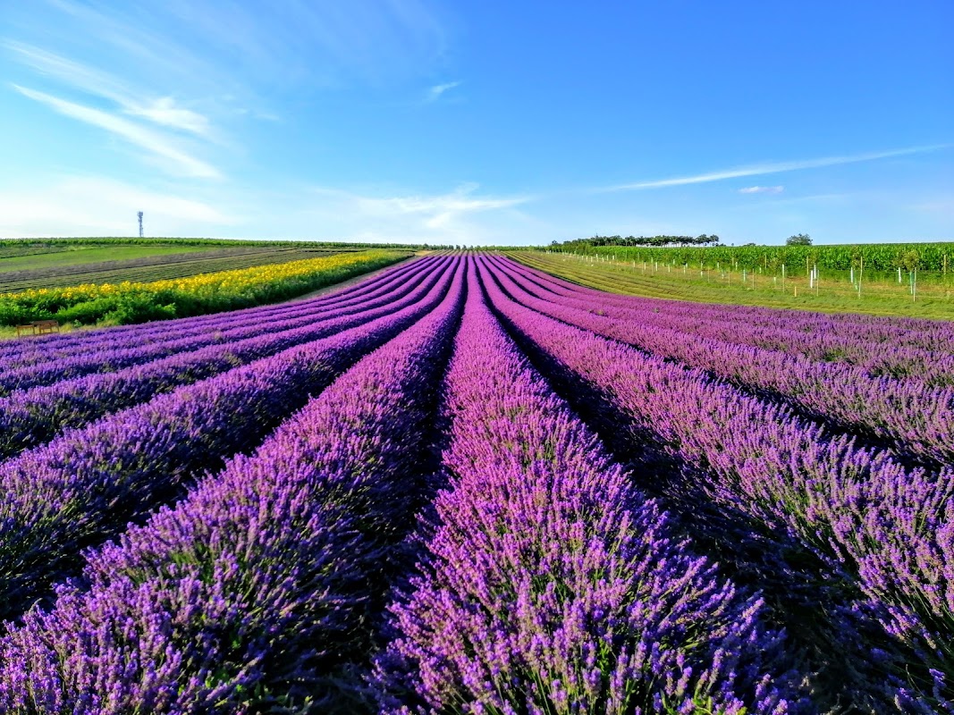 Lavandia s.r.o. - Levandulové pole