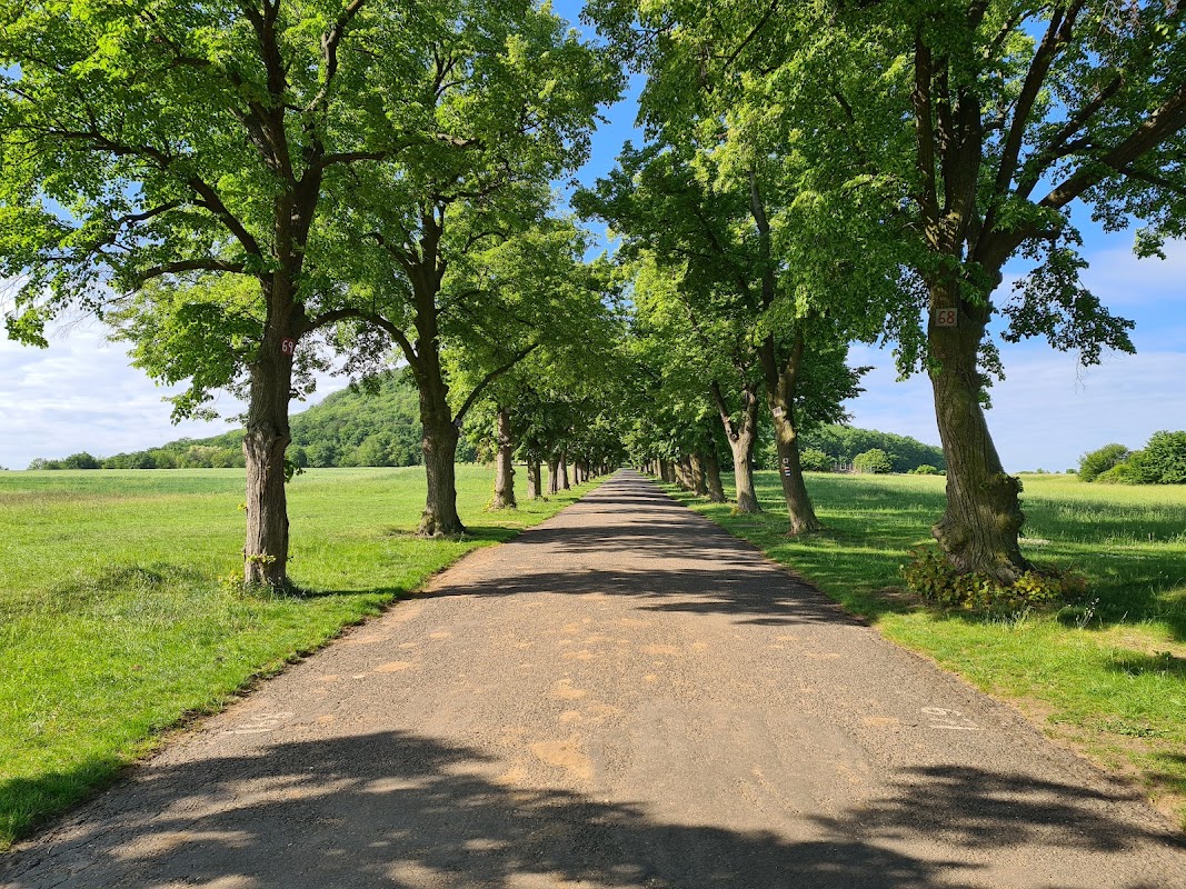 Stromořadí v Rovném